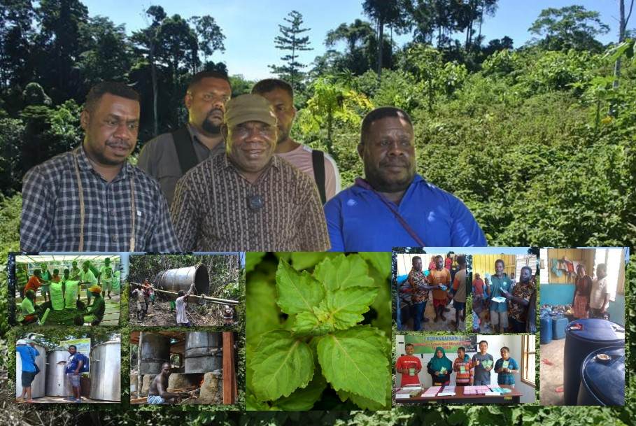 Pertanian Tambrauw Dorong Minyak Nilam Jadi Andalan Ekonomi Baru