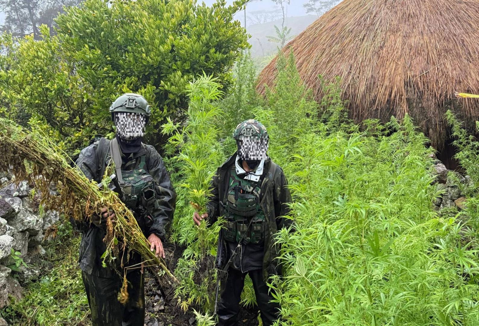 *Langkah Tegas Demi Masa Depan Papua: 5.000 Batang Ganja Berhasil Diungkap Koops TNI Habema*