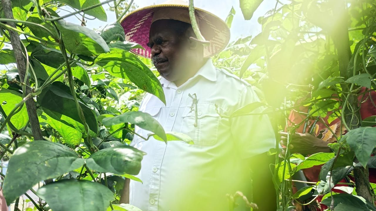 Gubernur PBD Salurkan Alat Bantu dan Ikut Panen Raya Tani Disabilitas di Kabupaten Sorong
