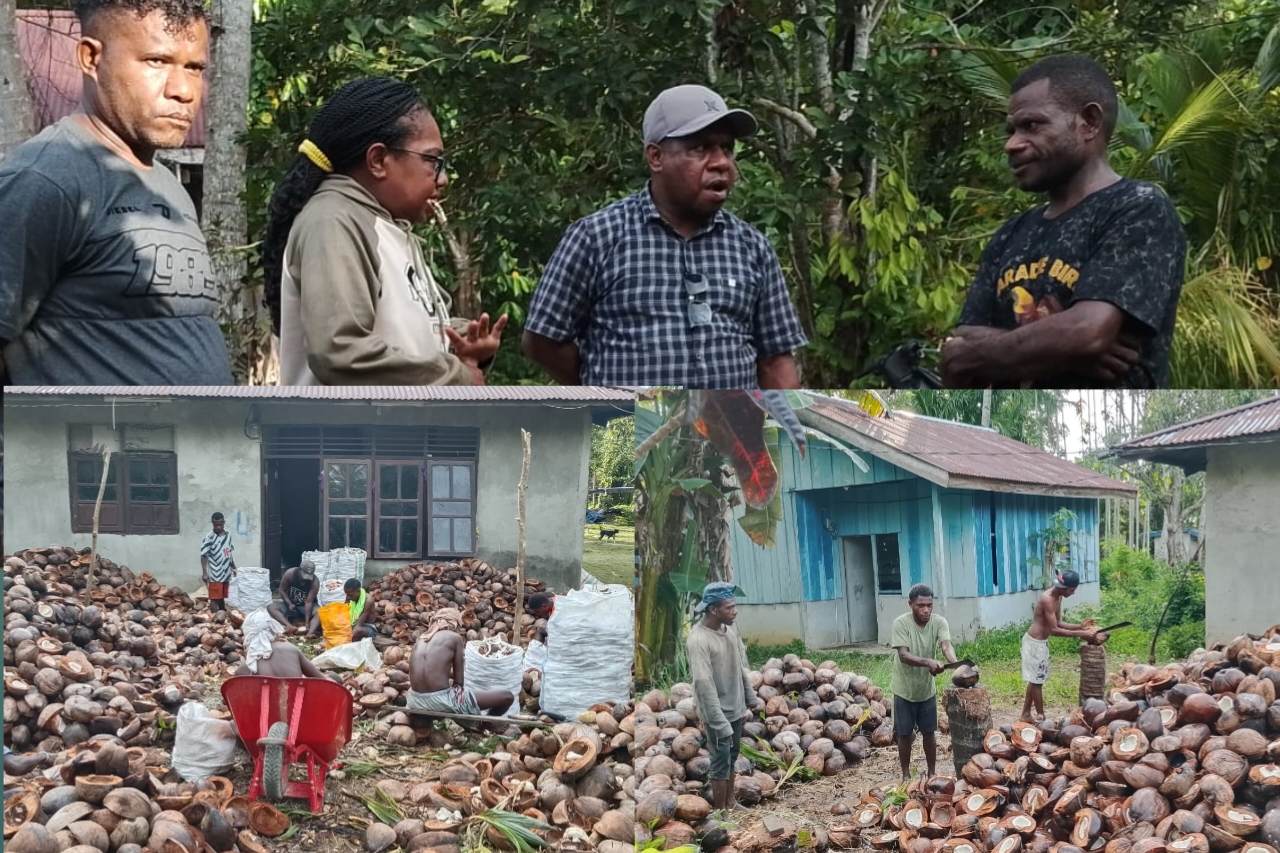 Potensi Kelapa Tambrauw Belum Tergarap Optimal, pemerintah siap latih petani kelola kopra